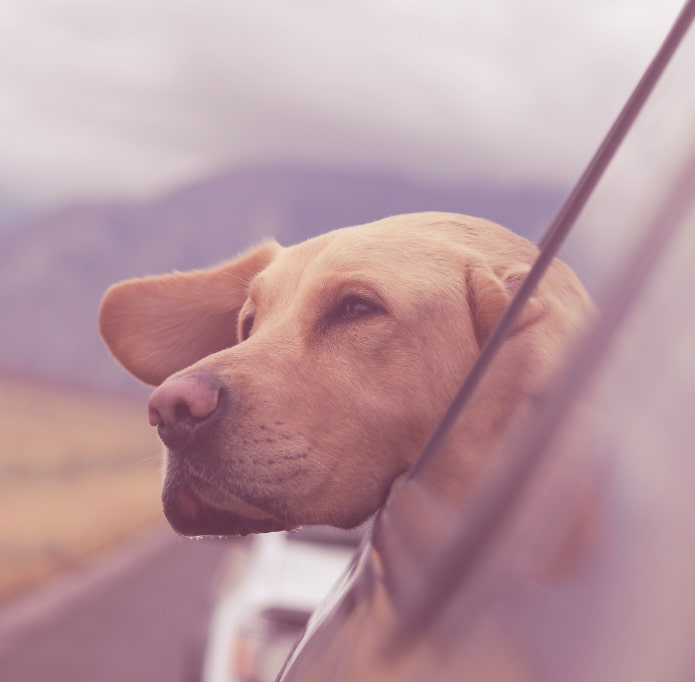 Cachorro dentro do carro com a cabeça para fora da janela